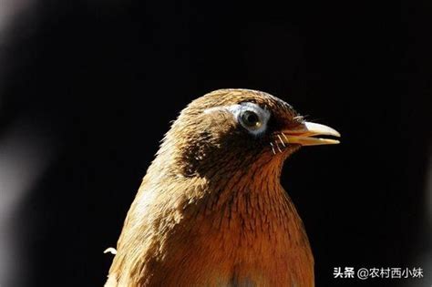 畫眉鳥可以養嗎|新手不知道如何養好畫眉鳥？做好這38點讓你養出好鳥！